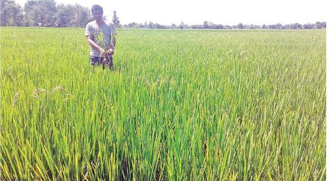 बिहादी : धानको गाभा कुहीन थालेपछि  कृषक चिन्तीत